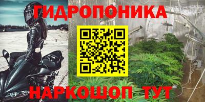 прущие грибы Гудермес